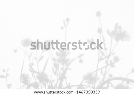 Gray shadows of the flowers and delicate grass on a white wall. Abstract neutral nature concept background. Space for text. Blurred, defocused.
