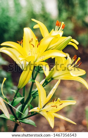 Lemon lilies in the flower bed. Large heads of loose flowers. Bright varietal lilies. Yellow lily with some little bugs