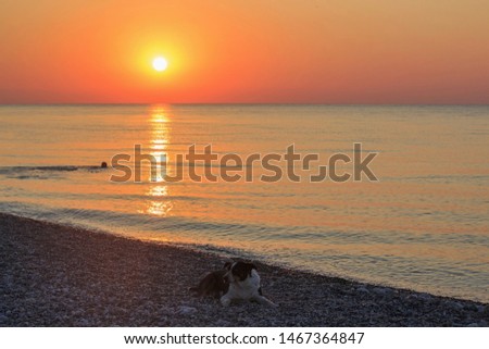 Portrait of a mongrel dog on the beach at sunrise 