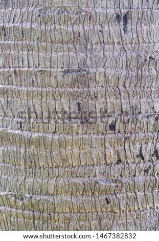 Close-up view of highly detailed palm tree bark texture. Nature Old wood background. Ancient and weathered brown tree cracked bark filling the frame. Panoramic style, surface for any design.