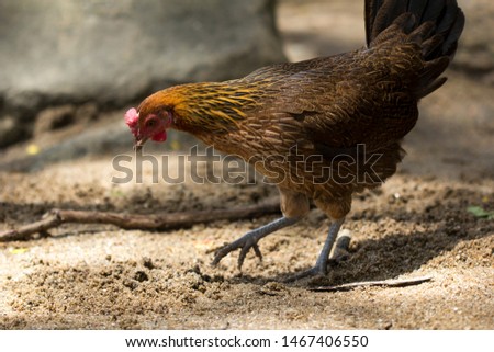 Jungle fowl (Female) was looking for food Along the river in the forest, Thailand.