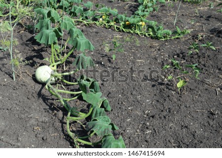vegetables growing in the garden