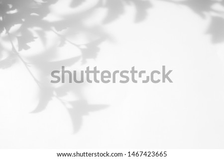 Gray shadow of the tree leaves on a white wall. Abstract neutral nature concept blurred background. Space for text. Royalty-Free Stock Photo #1467423665
