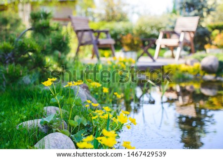 Marsh-marigold (Caltha palustris) flowers near the pond in a beautiful garden Royalty-Free Stock Photo #1467429539
