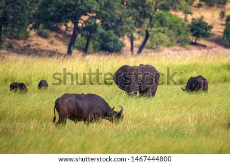 Elephant and buffalos grazing in Chobe National Park near the Chobe river in Botswana