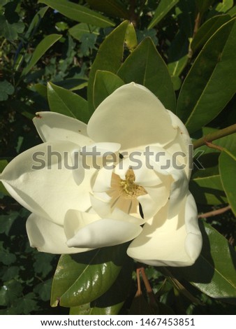 Magnolia grandiflora. A large shrub or small tree with evergreen leaves and scented white flowers in summer.