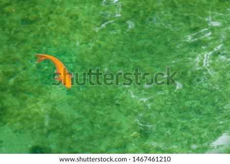 orange carp floats in a green lake