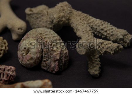 Fossil sealife closeups arranged on a dark background.