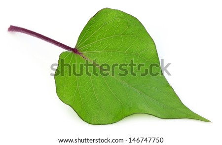 Decorative leaf of sweet potato