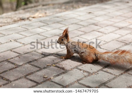 
Amazing red squirrel in autumn park