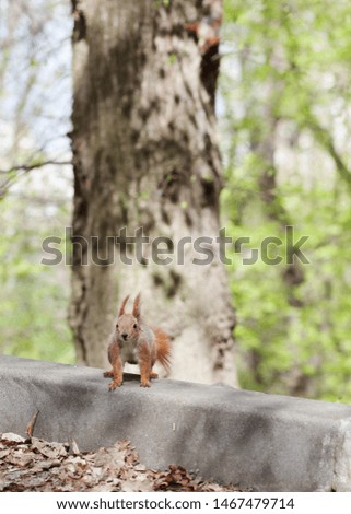 
Amazing red squirrel in autumn park