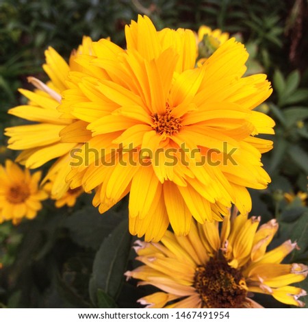 Macro photo Yellow summer flowers. Image blooming sunflower daisy flowers