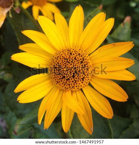 Macro photo Yellow summer flowers. Image blooming sunflower daisy flowers