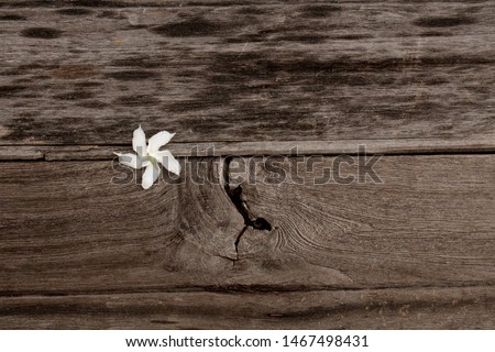 the nature wood texture background
