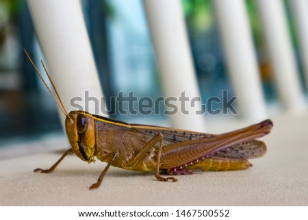 Beautiful Grasshopper on the with shair.