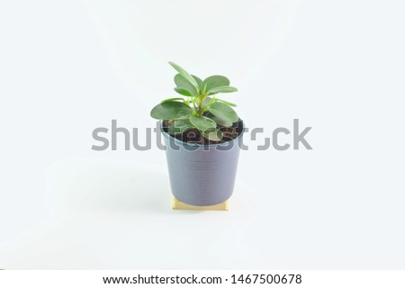 Ficus annulata, a small tree in a black pot White background, round leaf, small leaf, ornamental plant inside the house