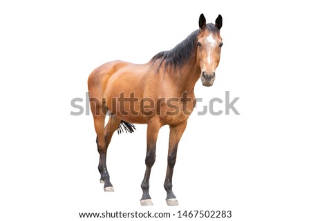 beautiful horse, racehorse, english racehorse