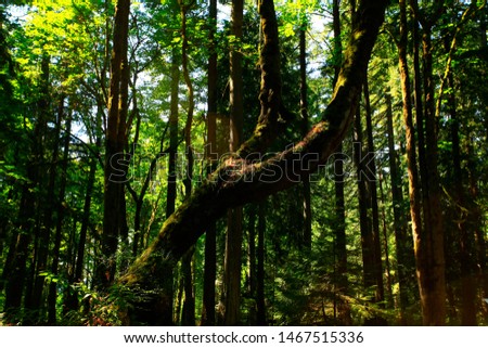 a picture of an exterior Pacific Northwest forest with Big leaf maple tree