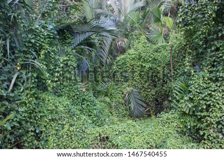 Greenery overgrown background of tropical forest.