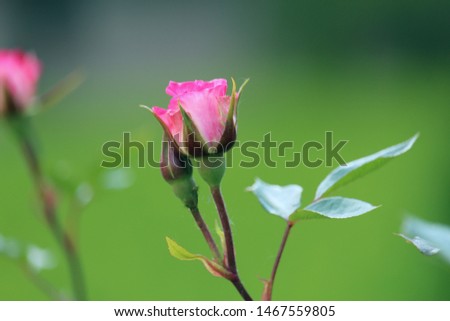 pink rose on green background with flower bud
