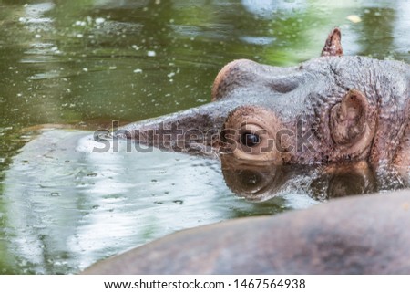 Close up Eye Swimming hippopotamus playing in the zoo,blur,Soft focus.