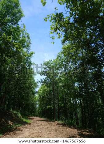 road to the deep forest and blue sky background 