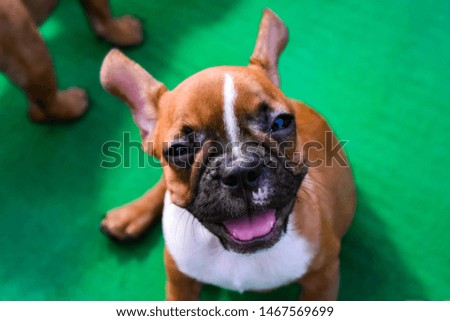 Pets: Brown small dogs (small dogs breeds) and black eyes on a green background