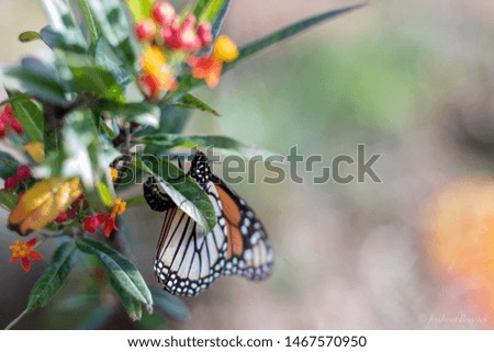 Monarch butterfly on milkweed in Texas