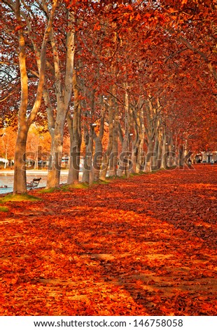 Street with leaves in autumn 
