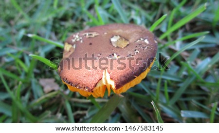 Mushroom in the mid morning of summer