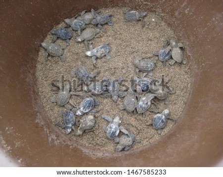 baby sea turtle on the beach in Costa Rica after the hatch on its way into the ocean