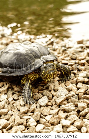 Close up of small turtle on the coast of a lake in the botanical garden of Singapore in a hot evening during sunset