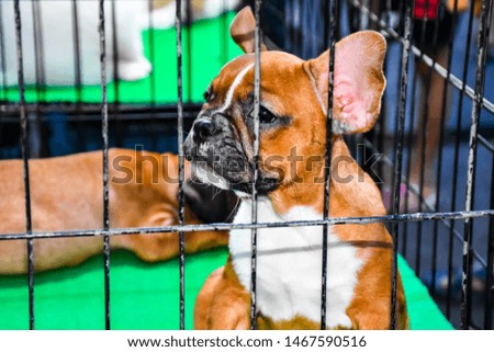 Pet: Brown small dog breeds and black eyes on the inside of a black steel cage.