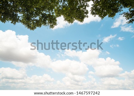 Branches on a blue sky with white clouds