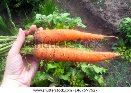 Large orange carrots in a female hand. Harvest vegetables grown in the country. Close-up.