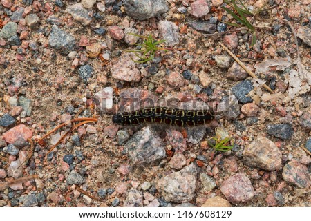 Lasiocampa quercus, oak eggar caterpillar of a butterfly crawling on a gravel road inside a Swedish forest during summer. Shallow depth of field from straight above. 