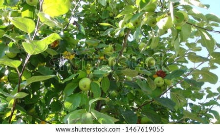small apples on an apple tree branch during the day and summer