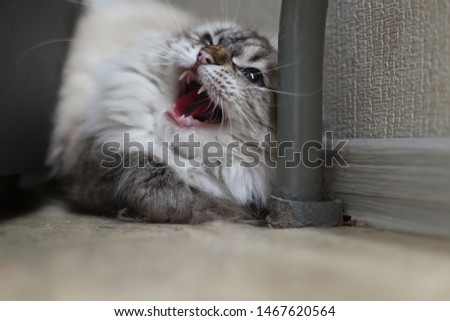 The evil head of a long-haired cat with blue eyes lay on the floor, leaning against the pipe closer