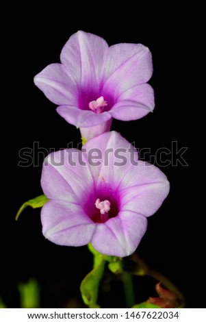 Flowers in the night . take with nikon D3100 kitt lens , flash internal with DIY diffuser. Royalty-Free Stock Photo #1467622034
