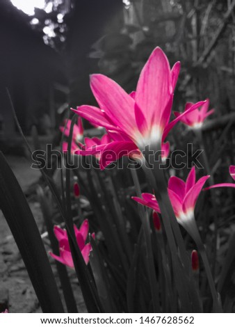 Zephyranthes Lily or rain Lily. Picture in B&W And Color tone - Image Near Home