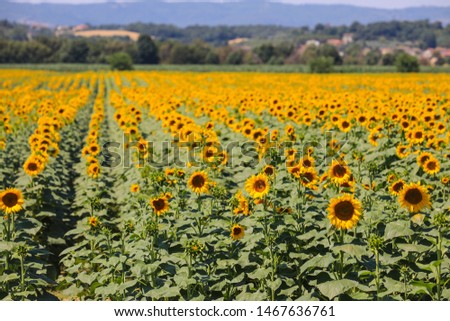View of sunflower field, Tuscany, Italy