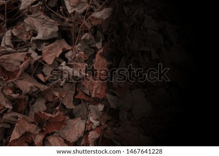 Dry autumn grape leaves in red, dark red and brown colors. Close-up. Background