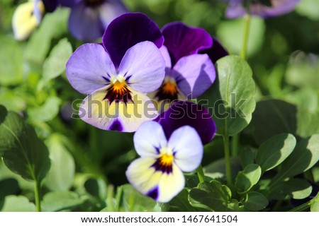 purple and yellow pansy flowers close up