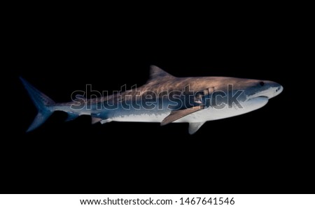 tiger shark fine art showing beautiful detail of skin pattern