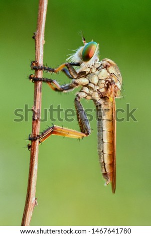 Robberfly insect. take with nikon d3100 kitt lens + macro lens Royalty-Free Stock Photo #1467641780