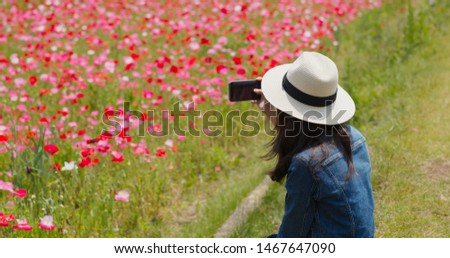 Woman take picture with cellphone on poppy flower garden