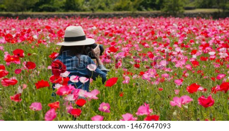 Woman take photo on camera inside poppy flower garden 