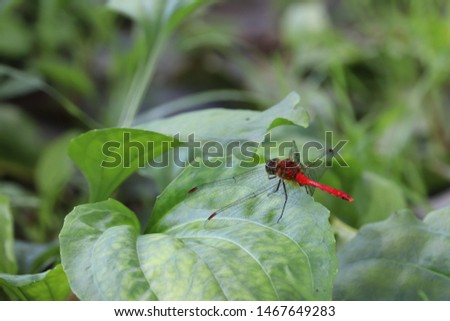 The scenery that there is Sympetrum dragonfly