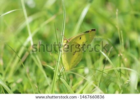 The scenery that there is Colias erate