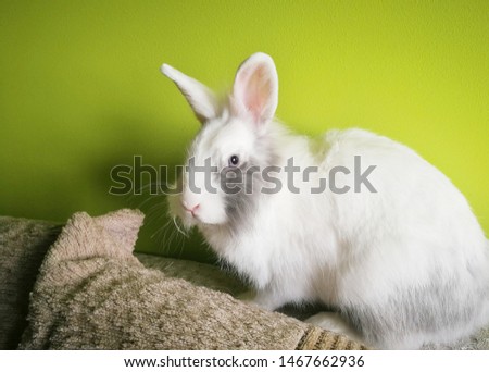 A portrait of my rabbit.